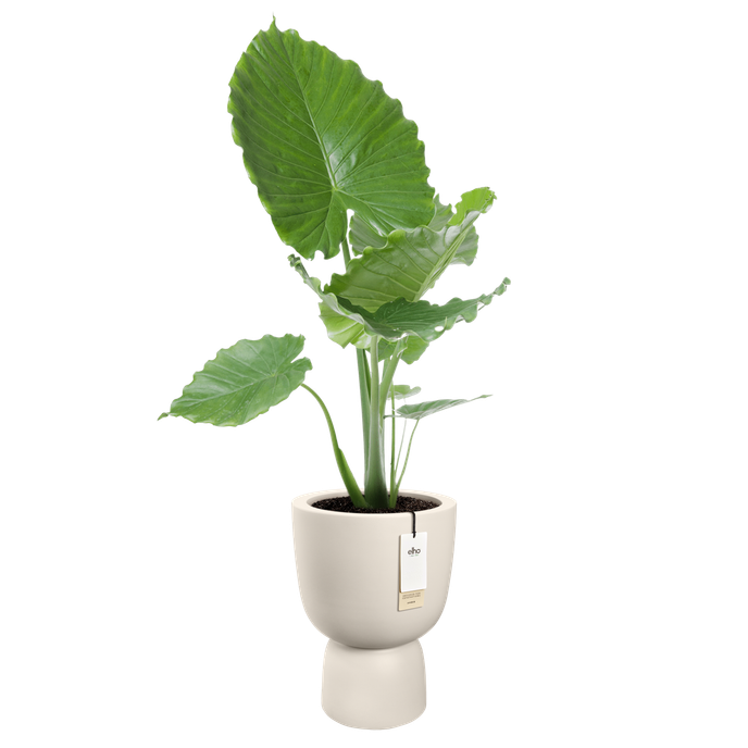 amber coupe round 41cm blanc lin